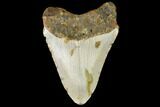 Fossil Megalodon Tooth - North Carolina #109031-2